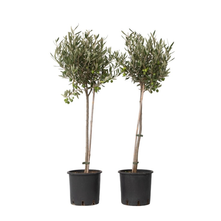 Olivier - Set de 2 - Olea europaea - Hauteur 80-90cm - ⌀19cm