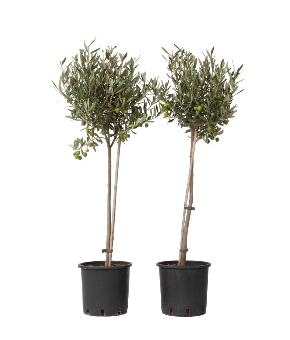 Olivier - Set de 2 - Olea...