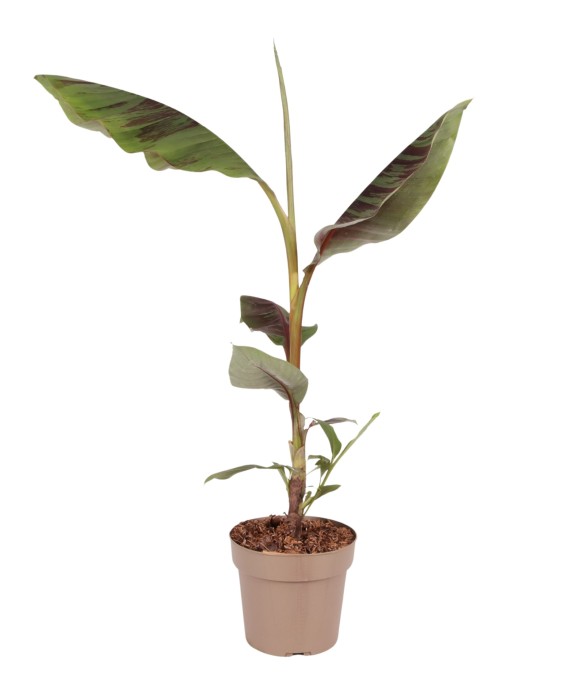 Plante à bananes rouges -...