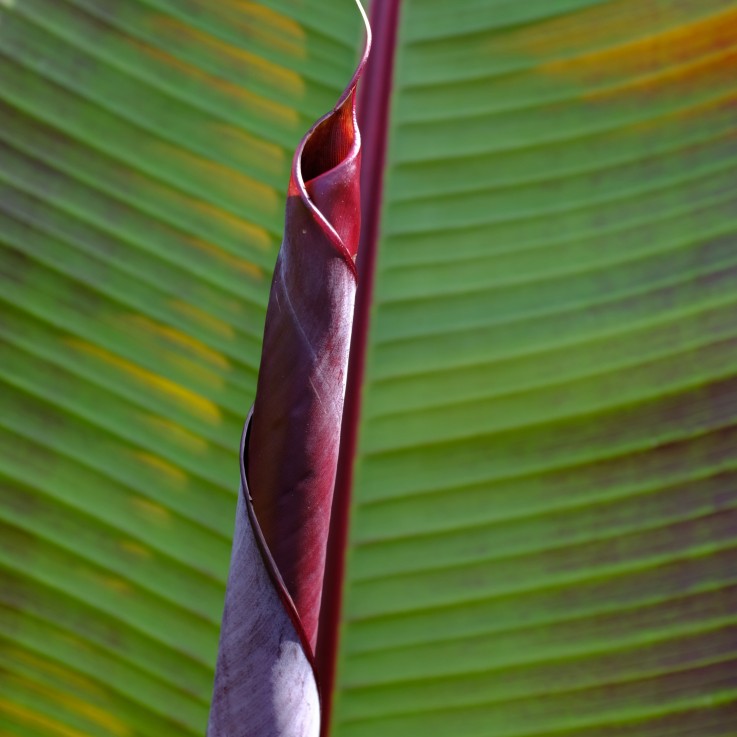 Plante à bananes rouges -  Musa sikkimensis Ever Red - Hauteur 55-70cm - ⌀21cm