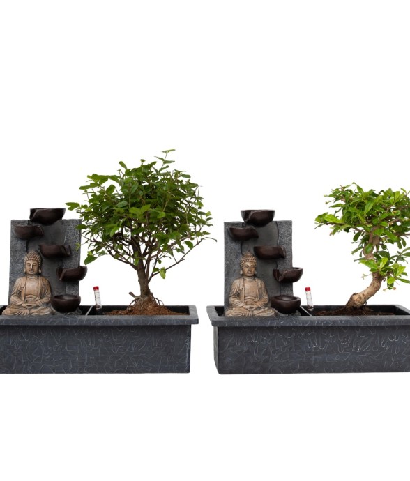 Bonsaï - Set de 2 - Bonsai...
