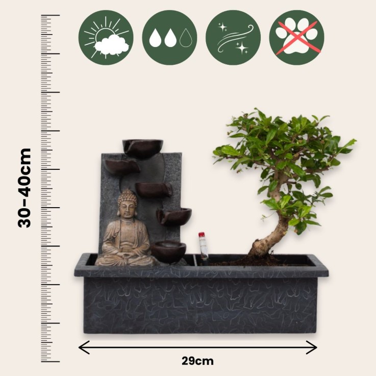 Bonsaï - Set de 2 - Bonsai - Hauteur 25-35cm - ⌀29cm
