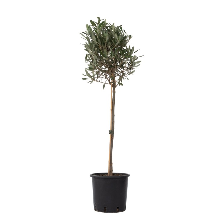 Olivier - Olea europaea - Hauteur 90-100cm - ⌀21cm