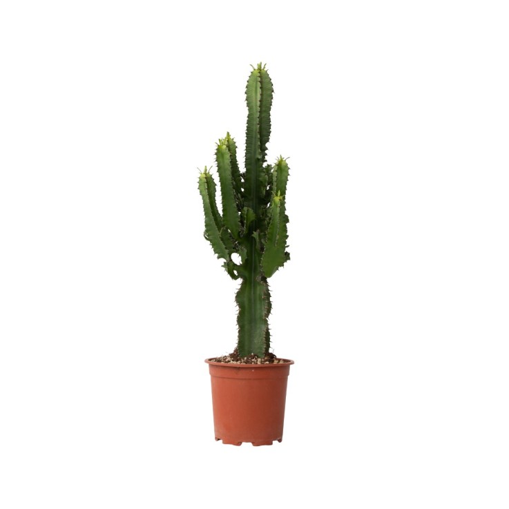 Euphorbe ingens - Euphorbia ingens - Hauteur 50-60cm - ⌀17cm