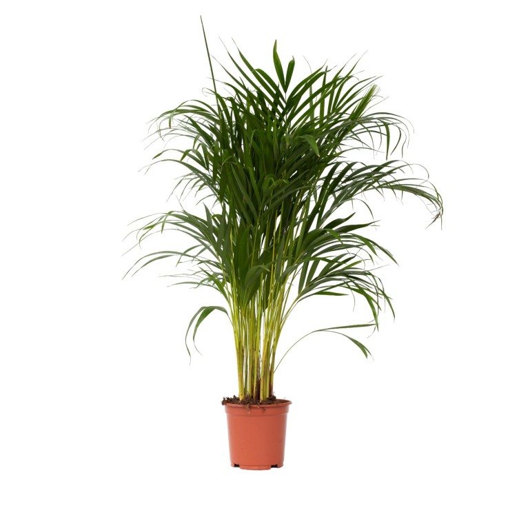 Palmier areca - Dypsis lutescens - Hauteur 100-120cm - ⌀21cm