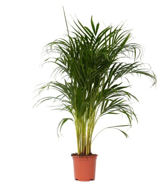 Palmier areca - Dypsis...