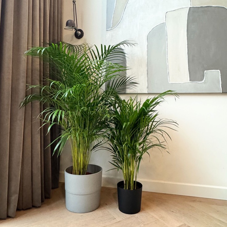 Palmier areca - Dypsis lutescens - Hauteur 100-120cm - ⌀21cm