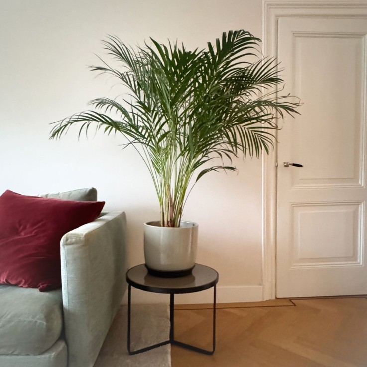Palmier areca - Dypsis lutescens - Hauteur 100-120cm - ⌀21cm