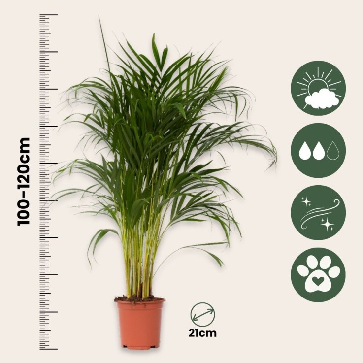 Palmier areca - Dypsis lutescens - Hauteur 100-120cm - ⌀21cm