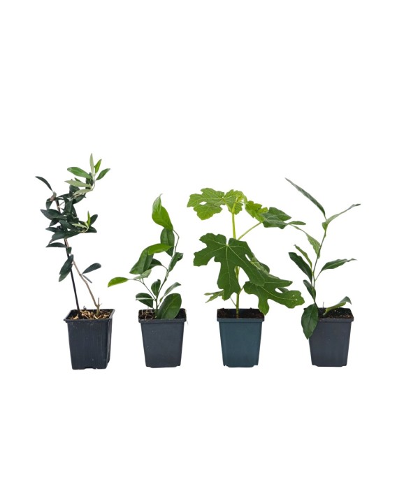 Mélange d'arbres fruitiers...