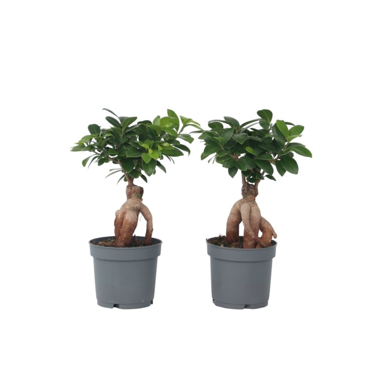 Bonsaï - Set de 4 - Ficus microcarpa - Hauteur 30-40cm - ⌀12cm