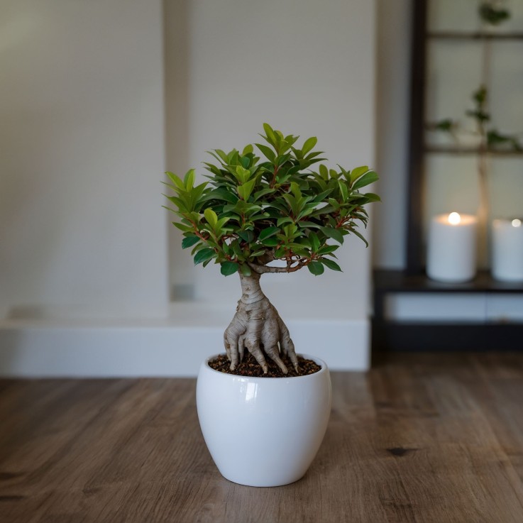 Bonsaï - Set de 4 - Ficus microcarpa - Hauteur 30-40cm - ⌀12cm