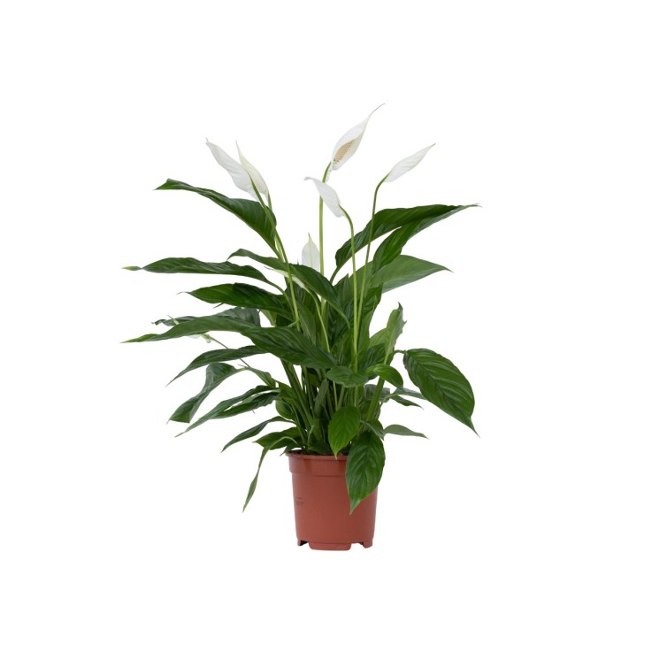 Fleur de lune - Spathiphyllum 'Lima' - Hauteur 60-75cm - ⌀17cm