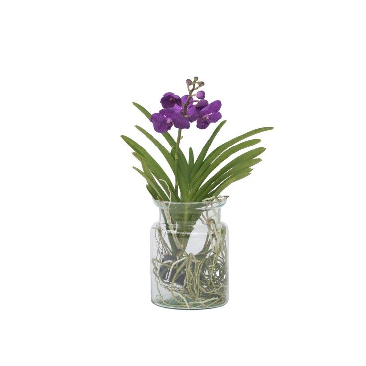 Orchidée - Vanda 'Blue' - Hauteur 40-50cm - ⌀14cm
