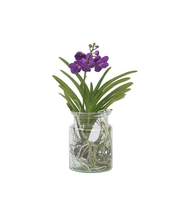 Orchidée - Vanda 'Blue' -...
