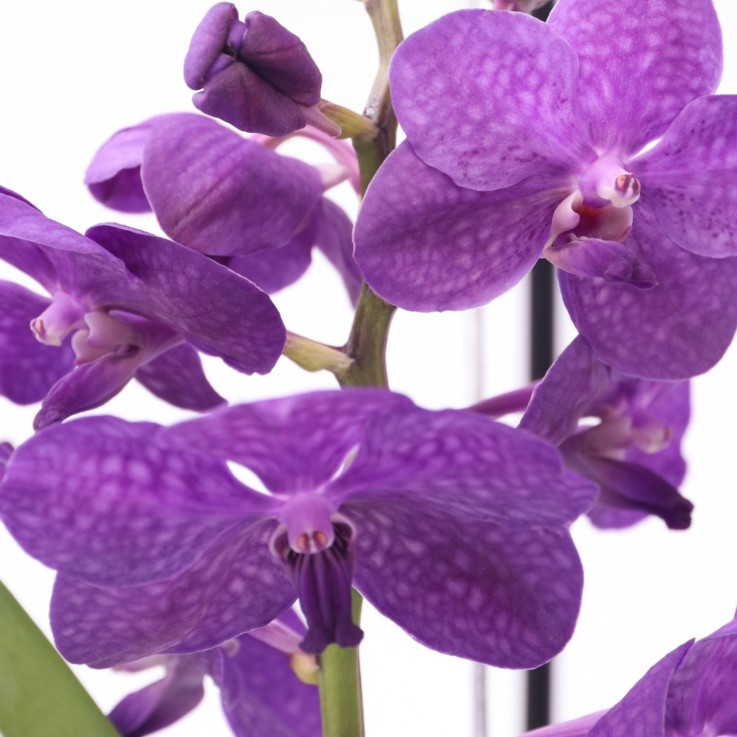 Orchidée - Vanda 'Blue' - Hauteur 40-50cm - ⌀14cm