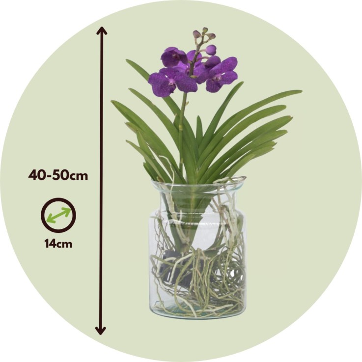 Orchidée - Vanda 'Blue' - Hauteur 40-50cm - ⌀14cm