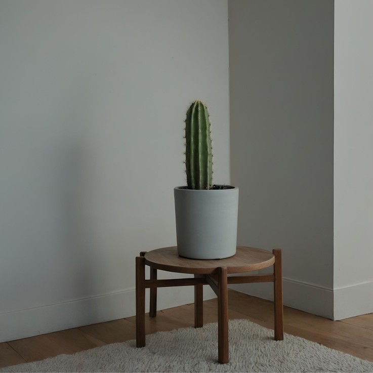 Euphorbe ingens - Euphorbia ingens - Hauteur 40-50cm - ⌀18cm