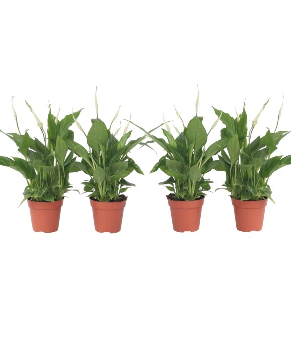 Fleur de lune - Set de 4 -...