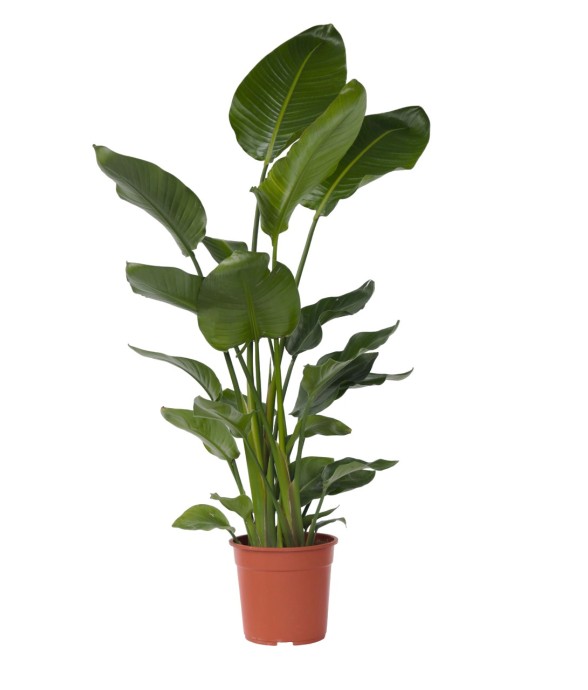 Oiseau de paradis -...