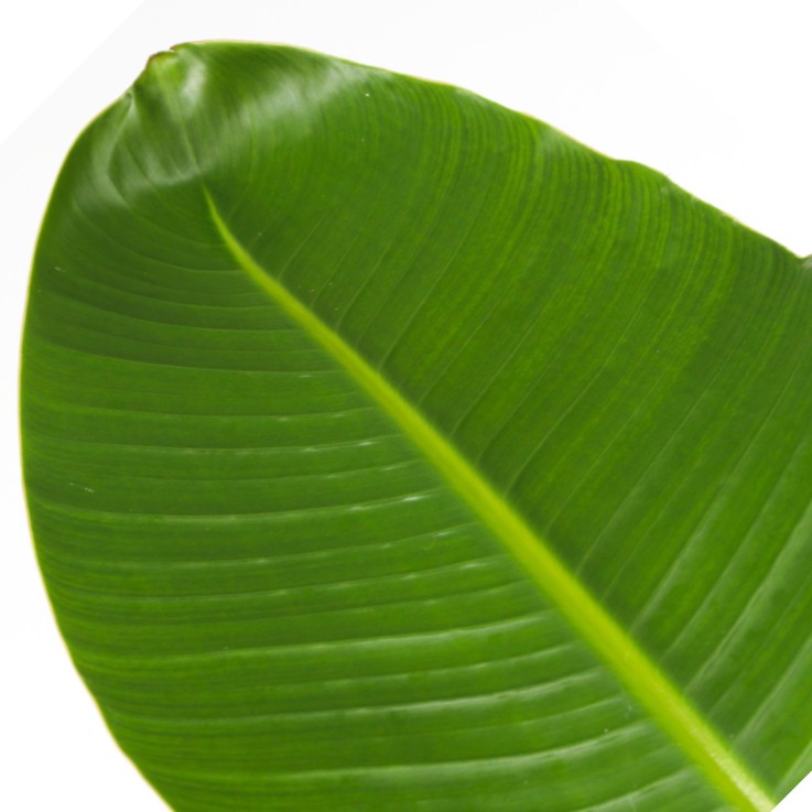 Oiseau de paradis - Strelitzia nicolai - Hauteur 150-170cm - ⌀28cm