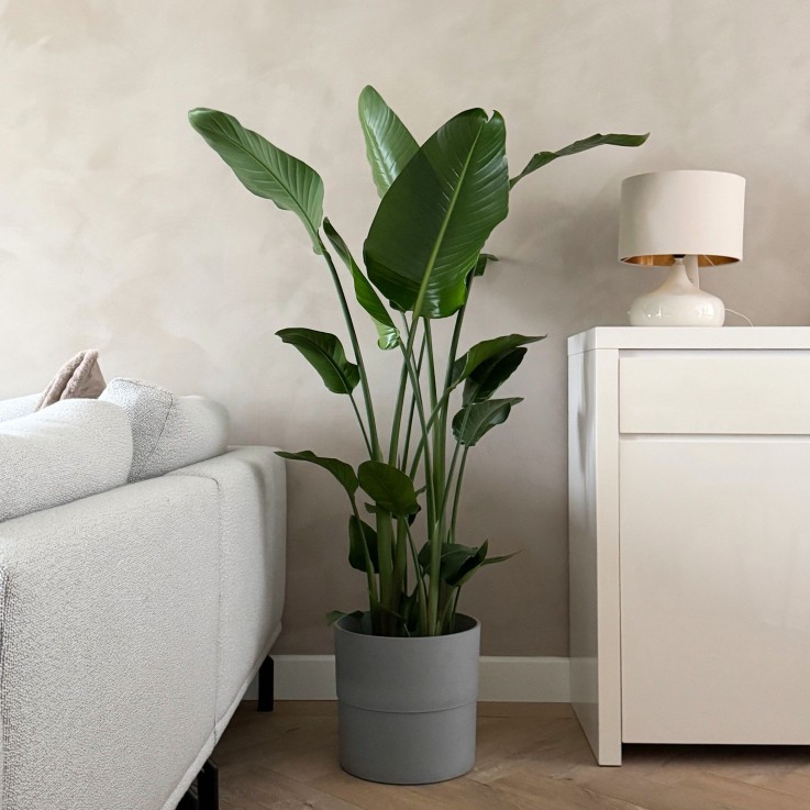 Oiseau de paradis - Strelitzia nicolai - Hauteur 150-170cm - ⌀28cm