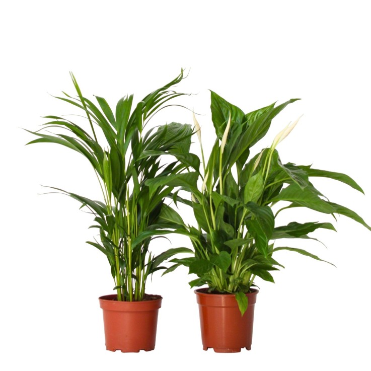 Mélange de plantes d'intérieur - Set de 2 - Hauteur 60-75cm - ⌀17cm