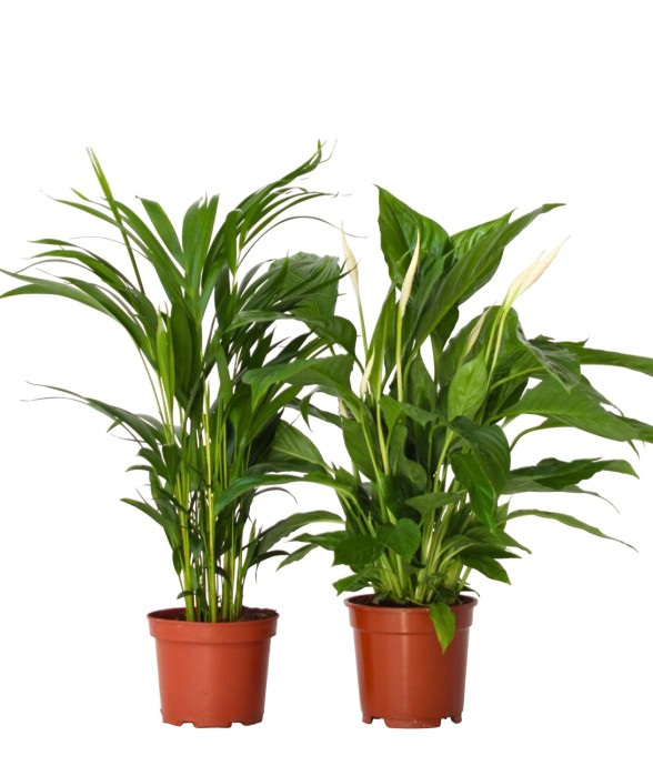 Mélange de plantes...