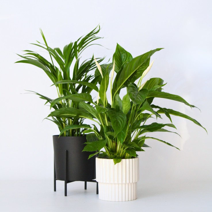 Mélange de plantes d'intérieur - Set de 2 - Hauteur 60-75cm - ⌀17cm
