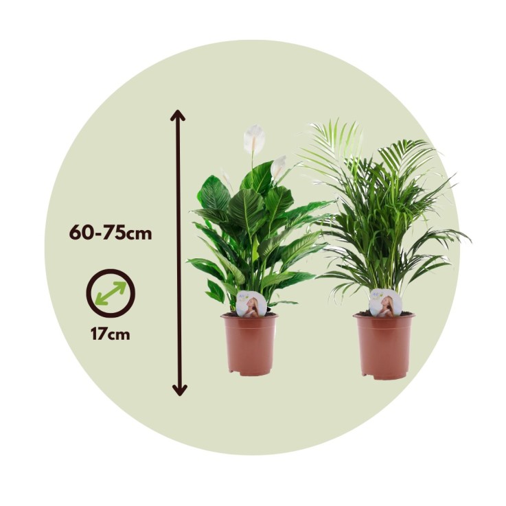 Mélange de plantes d'intérieur - Set de 2 - Hauteur 60-75cm - ⌀17cm