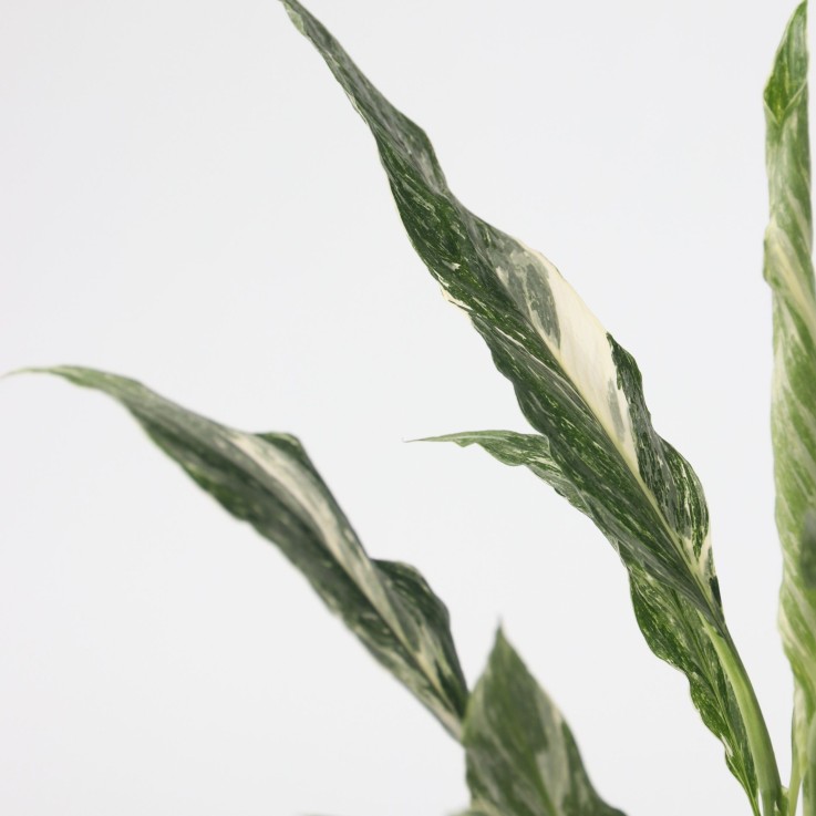 Fleur de lune - Spathiphyllum 'Diamond' - Hauteur 40-50cm - ⌀12cm