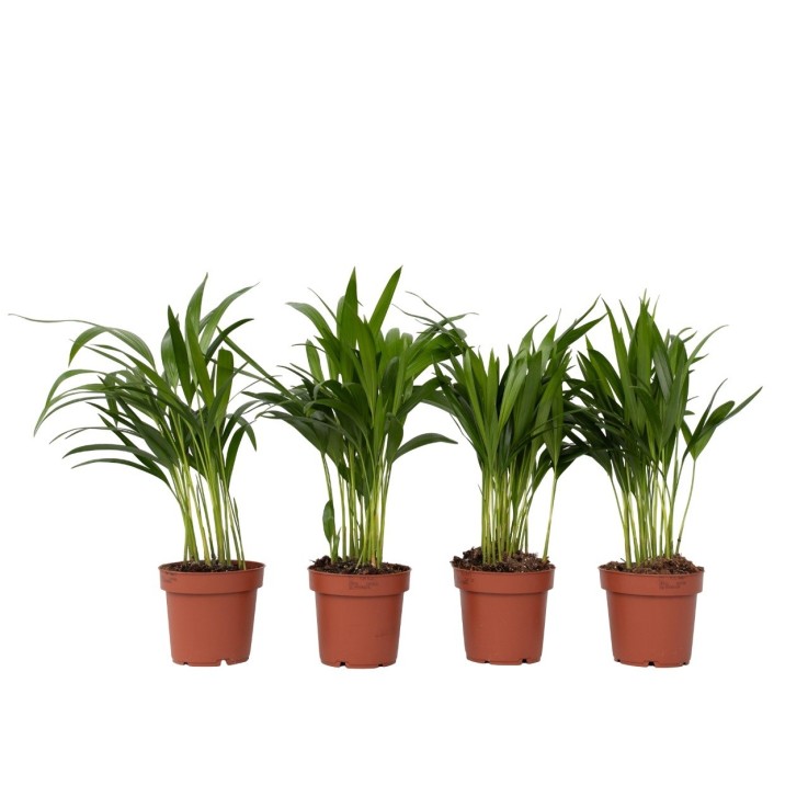 Palmier areca - Set de 4 - Dypsis lutescens - Hauteur 30-45cm - ⌀12cm