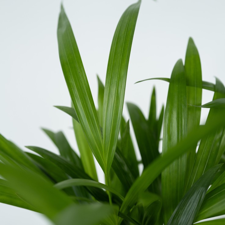 Palmier areca - Set de 4 - Dypsis lutescens - Hauteur 30-45cm - ⌀12cm