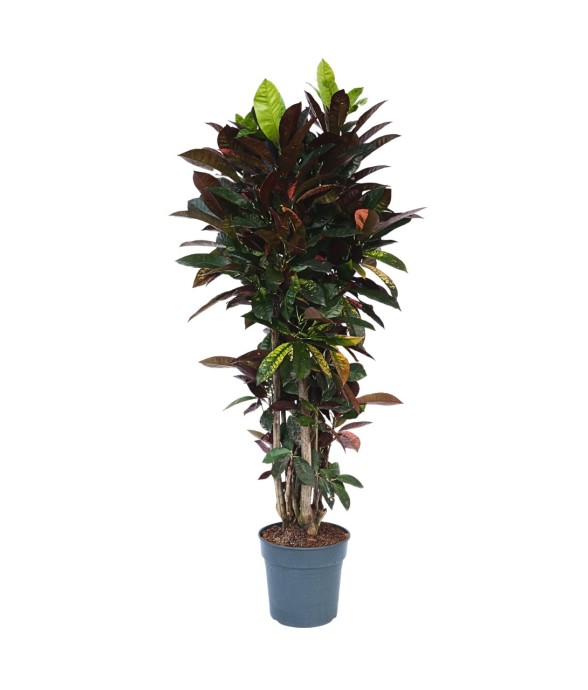 Croton - Codiaeum...