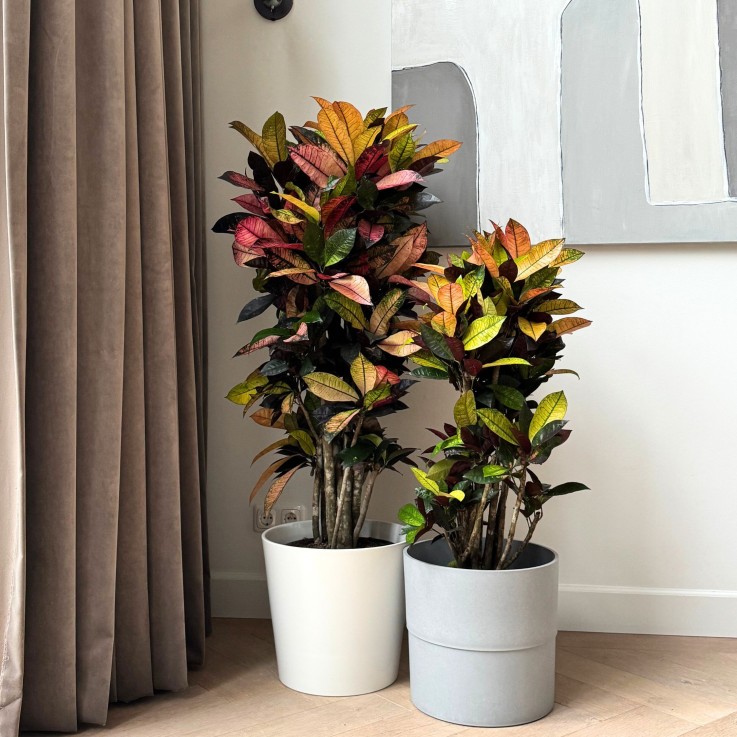 Croton - Codiaeum variegatum 'Mrs. Iceton' - Hauteur 140-150cm - ⌀31cm