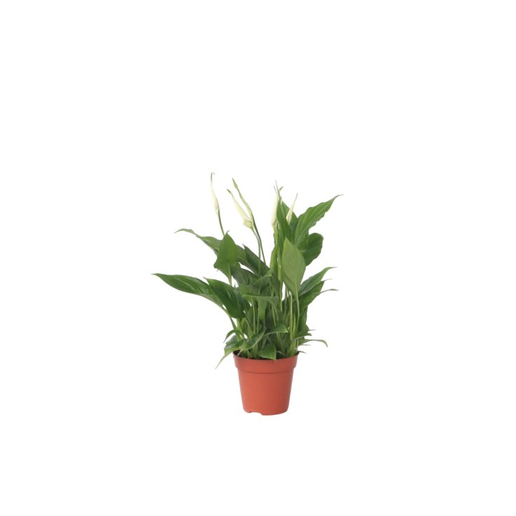Fleur de lune - Spathiphyllum 'Torelli' - Hauteur 30-45cm - ⌀12cm
