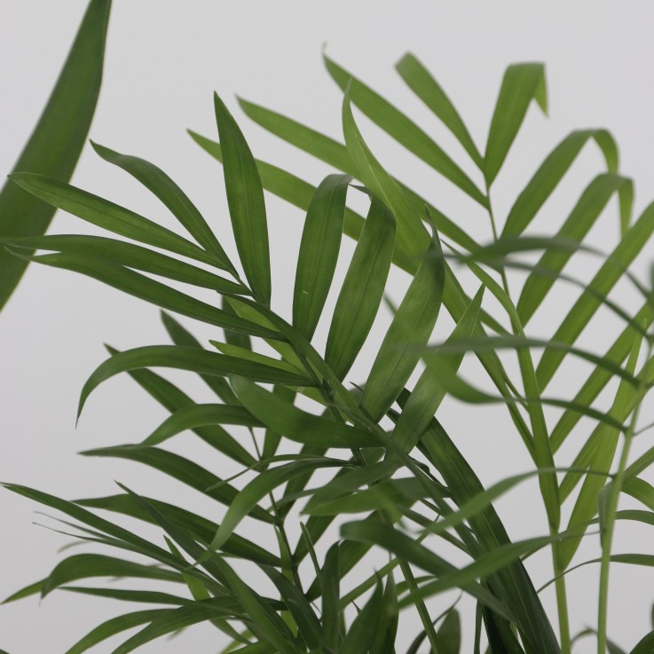 Lot de 3 mini palmiers avec paniers - Hauteur 25-40cm - ⌀12cm