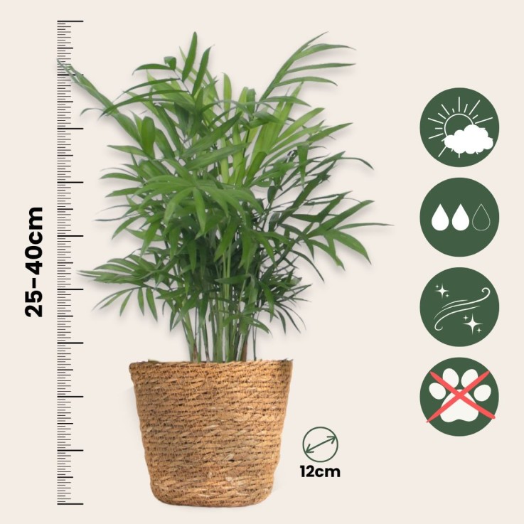 Lot de 3 mini palmiers avec paniers - Hauteur 25-40cm - ⌀12cm