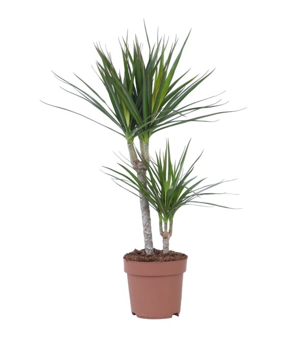 Dragonnier - Dracaena...