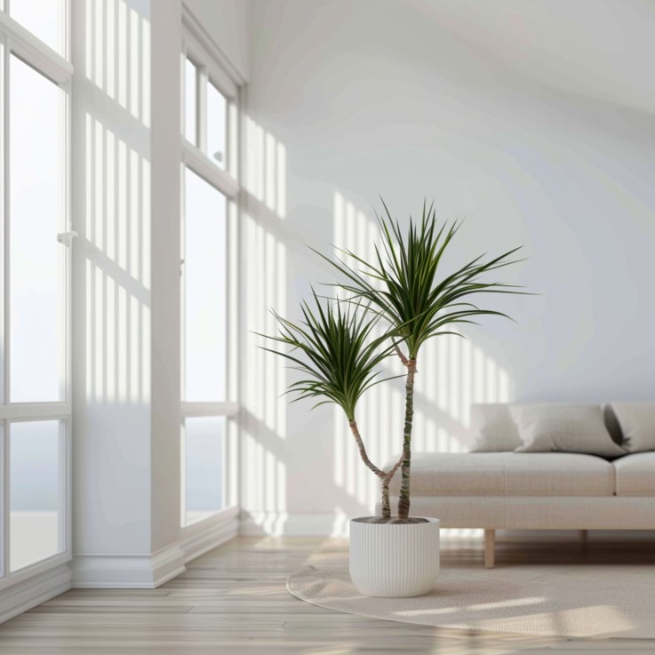 Dragonnier - Dracaena marginata - Hauteur 70-80cm - ⌀17cm