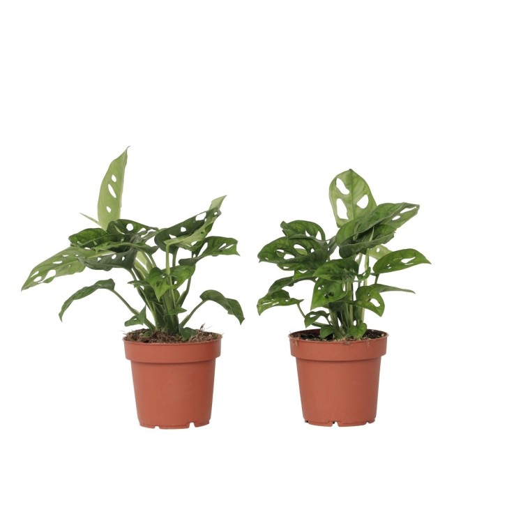 Plante à trous - Set de 2 - Monstera adansonii 'Monkey Mask' - H25-30cm - ⌀12cm