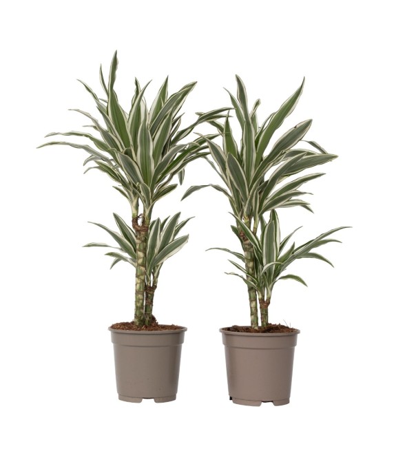 Dragonnier - Set de 2 -...