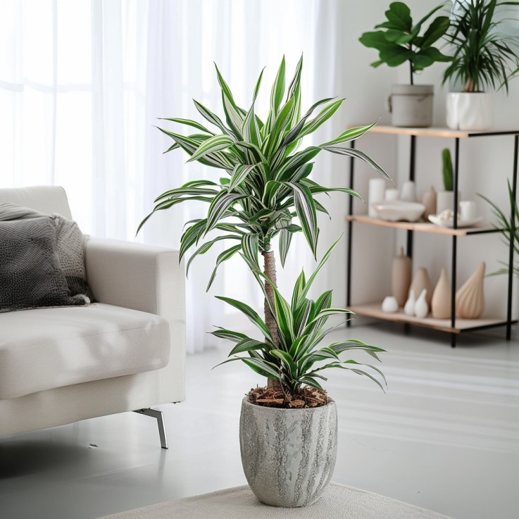 Dragonnier - Set de 2 - Dracaena deremensis 'White Stripe' - H60-70cm - ⌀17cm
