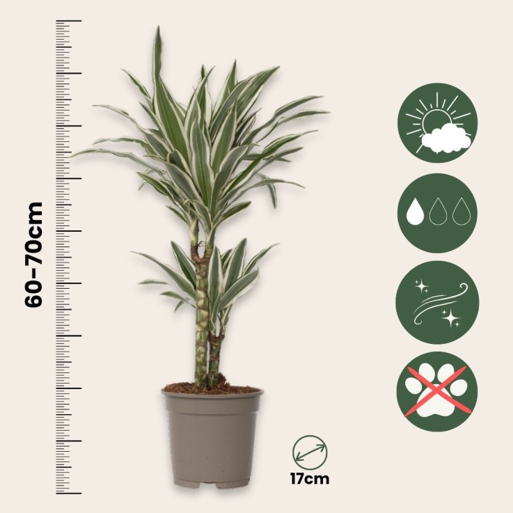 Dragonnier - Set de 2 - Dracaena deremensis 'White Stripe' - H60-70cm - ⌀17cm
