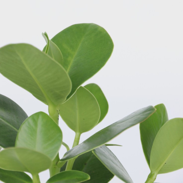 Pommier baumier - Clusia rosea 'Princess' - Hauteur 25-35cm - ⌀12cm