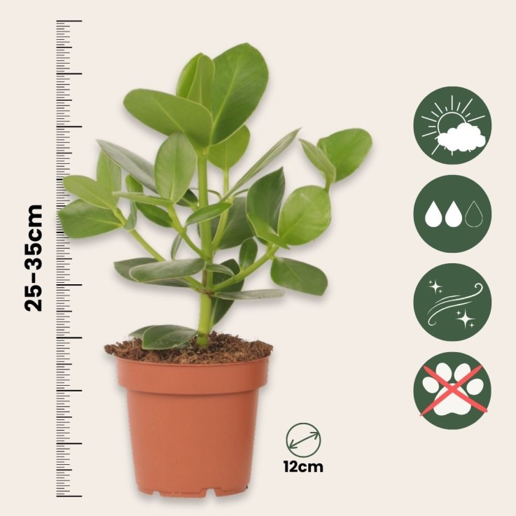 Pommier baumier - Clusia rosea 'Princess' - Hauteur 25-35cm - ⌀12cm