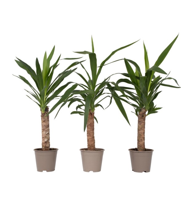 Pied d'éléphant - Set de 3...