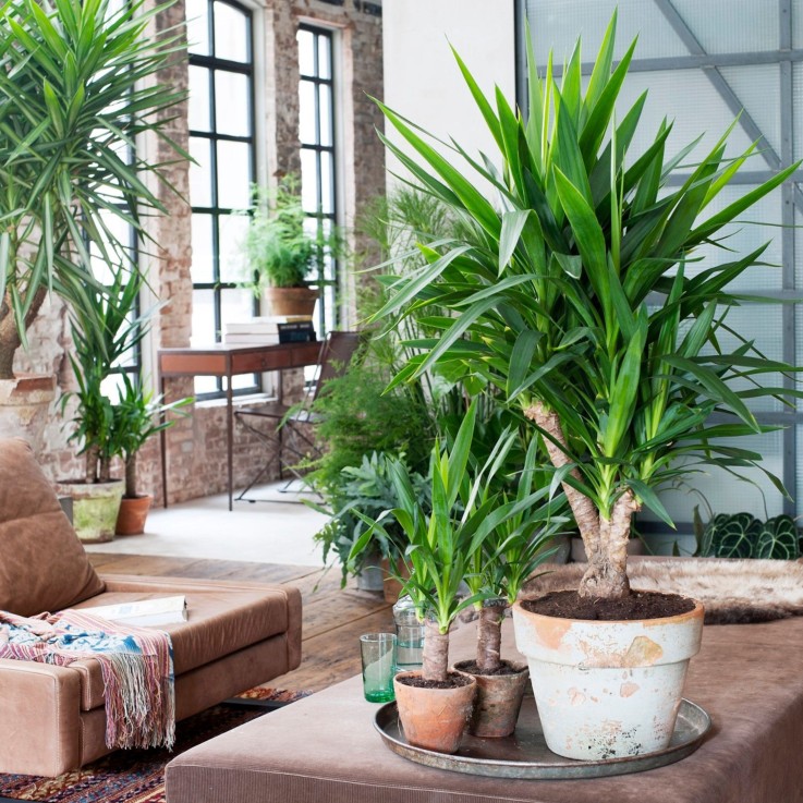 Pied d'éléphant - Set de 3 - Yucca elephantipes - Hauteur 50-60cm - ⌀14cm