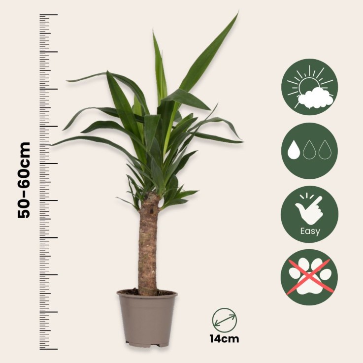 Pied d'éléphant - Set de 3 - Yucca elephantipes - Hauteur 50-60cm - ⌀14cm