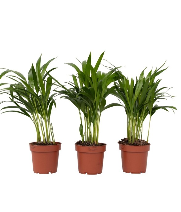 Palmier areca - Set de 3 -...